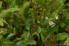 Epilobium amurense